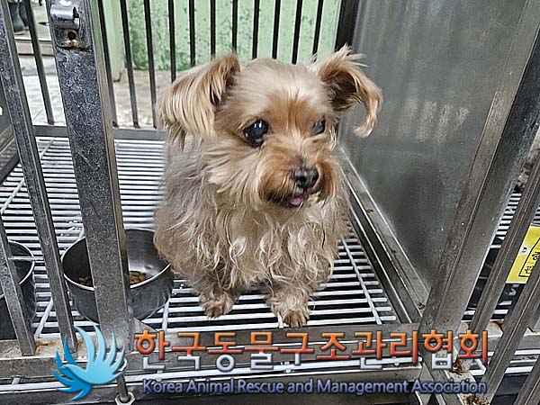 유기동물 - 요크셔 테리어